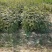 大红袍花椒苗九叶青狮子头无刺花椒规格齐全量大优