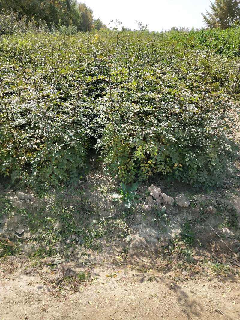 大红袍花椒苗九叶青狮子头无刺花椒规格齐全量大优