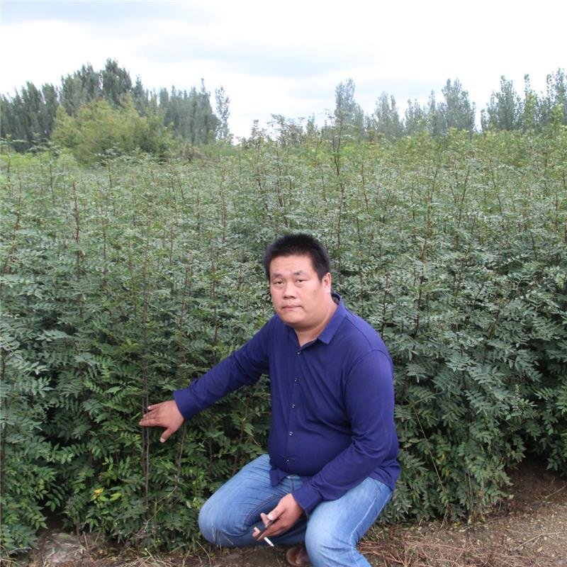 大红袍花椒苗九叶青狮子头无刺花椒规格齐全量大优