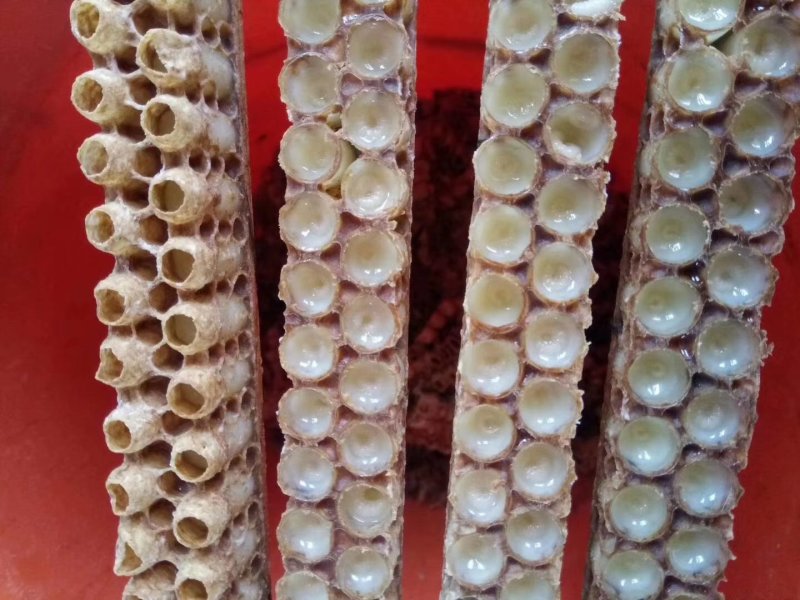 包邮长白山当地蜂王浆假一赔十特稠无过滤