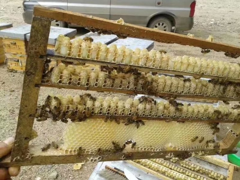 包邮长白山当地蜂王浆假一赔十特稠无过滤