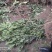 橘子树苗高度一米左右。