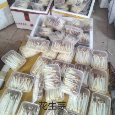 花生芽，无土栽培货发全国各地基地直供，品质保证