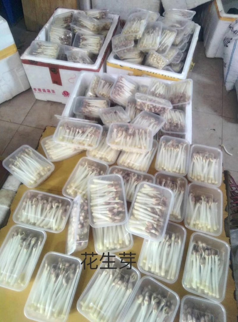 花生芽，无土栽培货发全国各地基地直供，品质保证