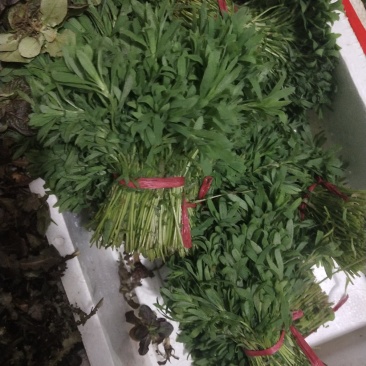 扫帚菜，扫帚苗，全国各地发货，春天到了才有货