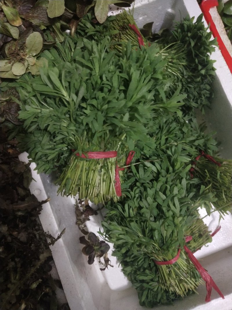 扫帚菜，扫帚苗，全国各地发货，春天到了才有货