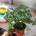 驱蚊草