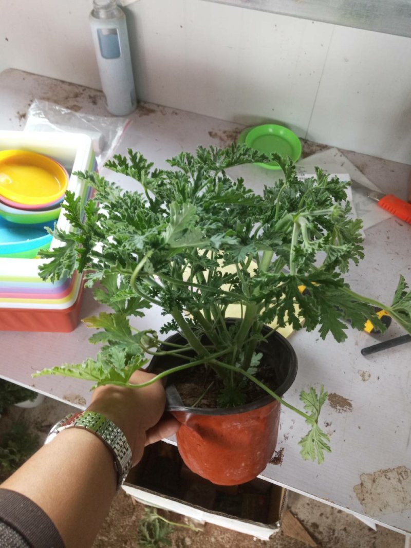 驱蚊草