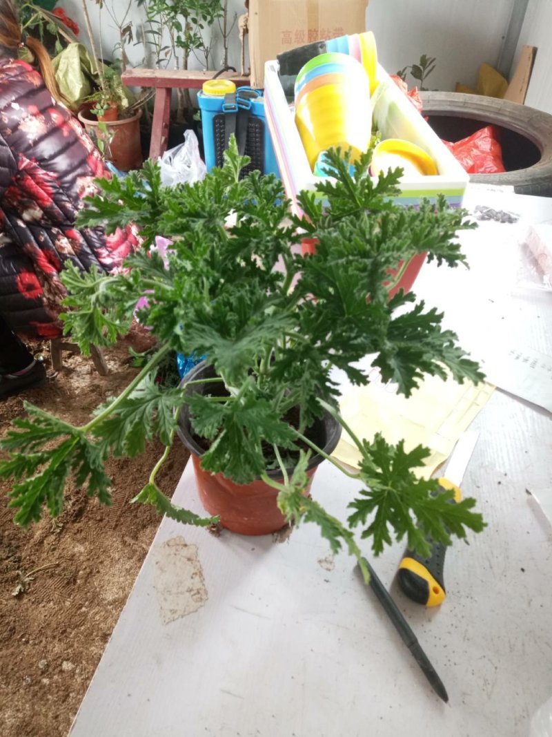 驱蚊草