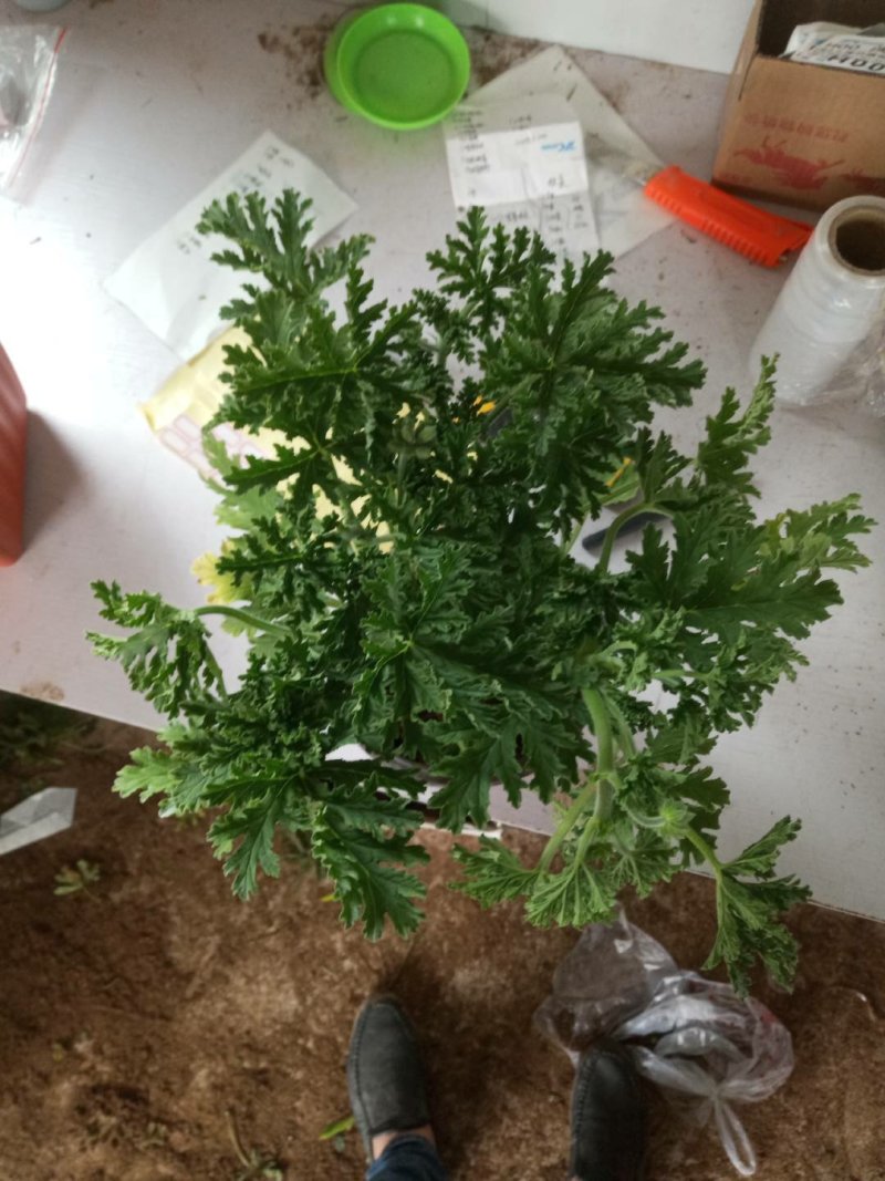 驱蚊草