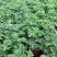 驱蚊草