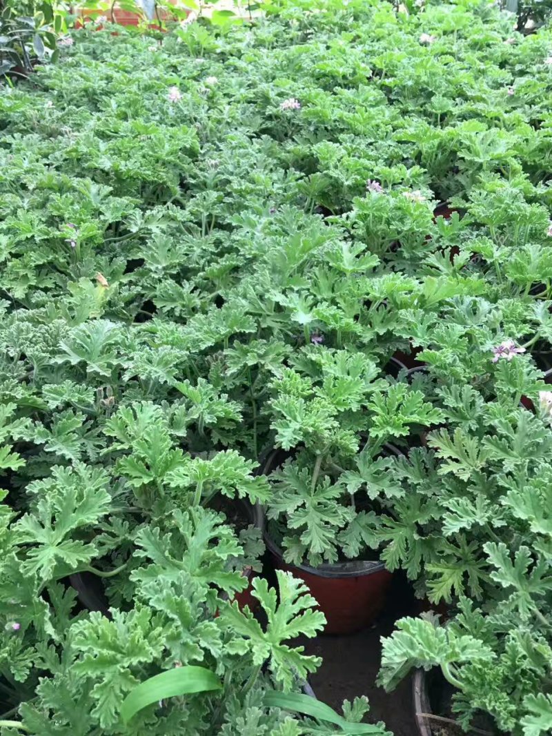 驱蚊草
