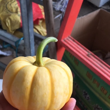 桔瓜，太阳果，太阳瓜，黄贝贝品质保证价格合理