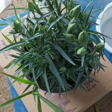 康乃馨盆栽。康乃馨盆栽。