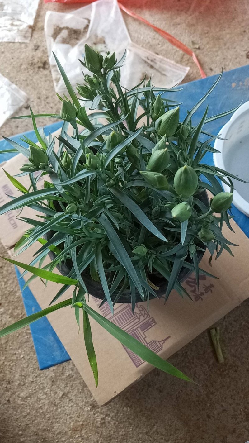 康乃馨盆栽。康乃馨盆栽。