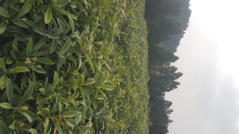 直生枇杷苗，毛枇杷树苗，大五星直生苗