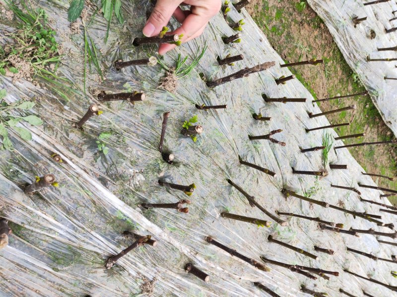 江西中花吴茱萸扦插枝条，品种纯正基地直供，可供育苗技术