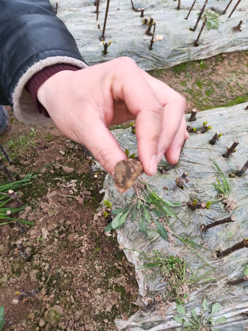 江西中花吴茱萸扦插枝条，品种纯正基地直供，可供育苗技术