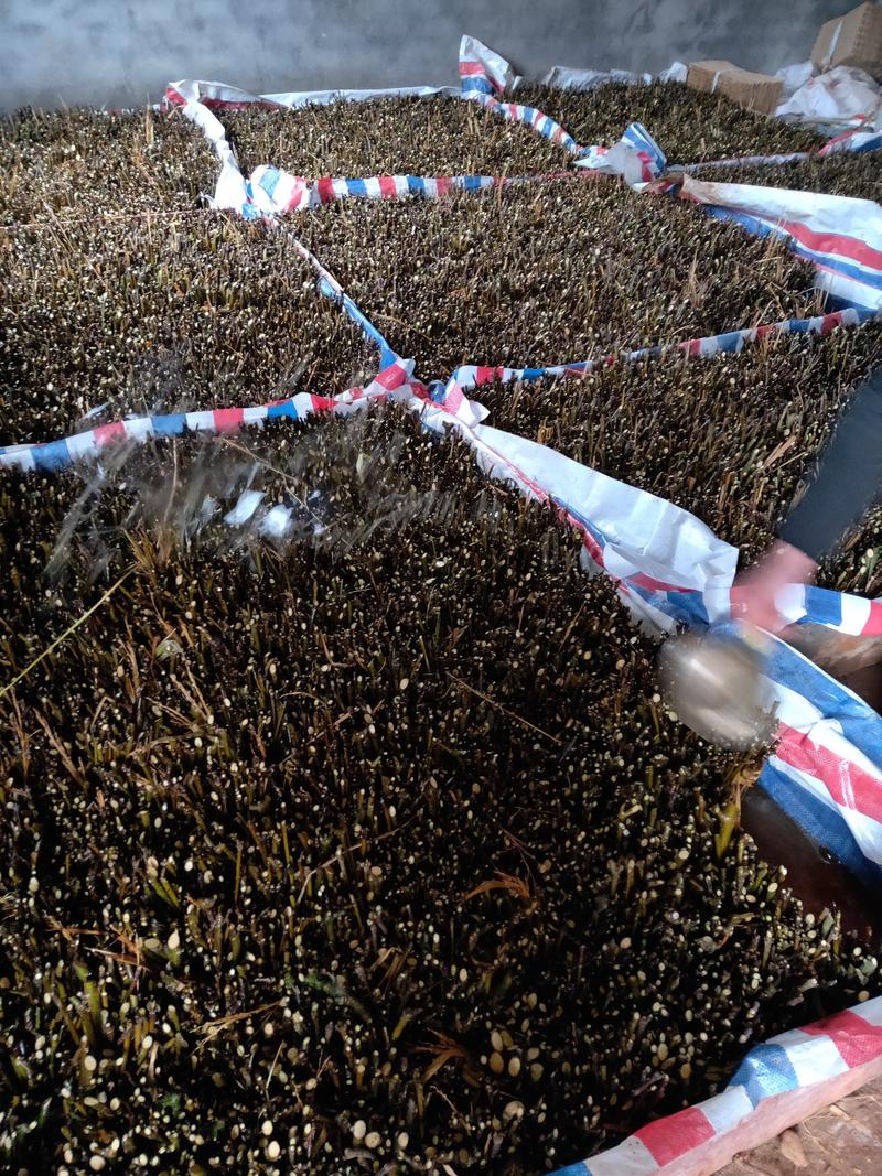 江西中花吴茱萸扦插枝条，品种纯正基地直供，可供育苗技术