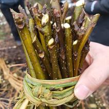 江西中花吴茱萸扦插枝条，品种纯正基地直供，可供育苗技术