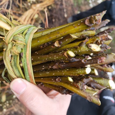 江西中花吴茱萸扦插枝条，品种纯正基地直供，可供育苗技术