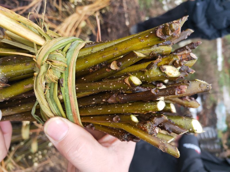 江西中花吴茱萸扦插枝条，品种纯正基地直供，可供育苗技术
