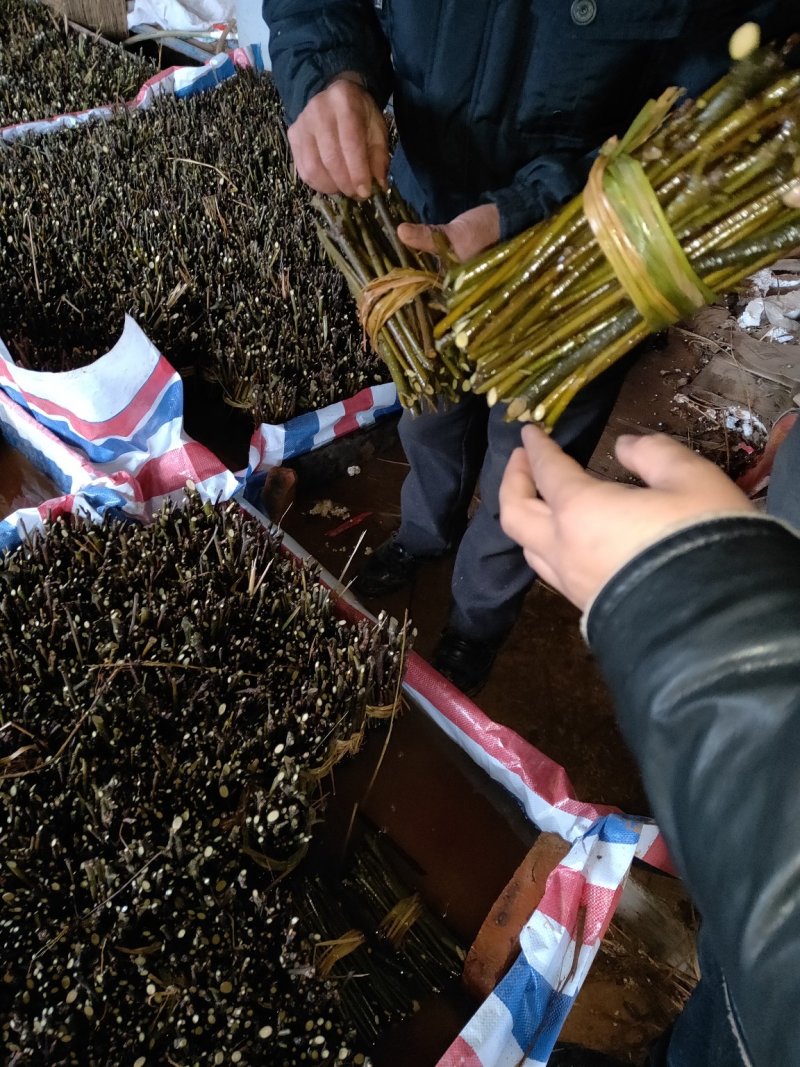 江西中花吴茱萸扦插枝条，品种纯正基地直供，可供育苗技术