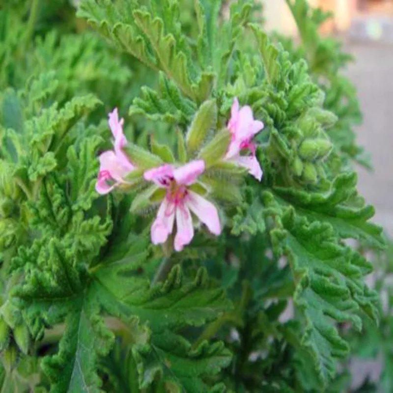 驱蚊草盆栽花卉室内外庭院防虫驱蚊草苗四季好养桌摆绿植夏季