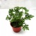 驱蚊草盆栽花卉室内外庭院防虫驱蚊草苗四季好养桌摆绿植夏季