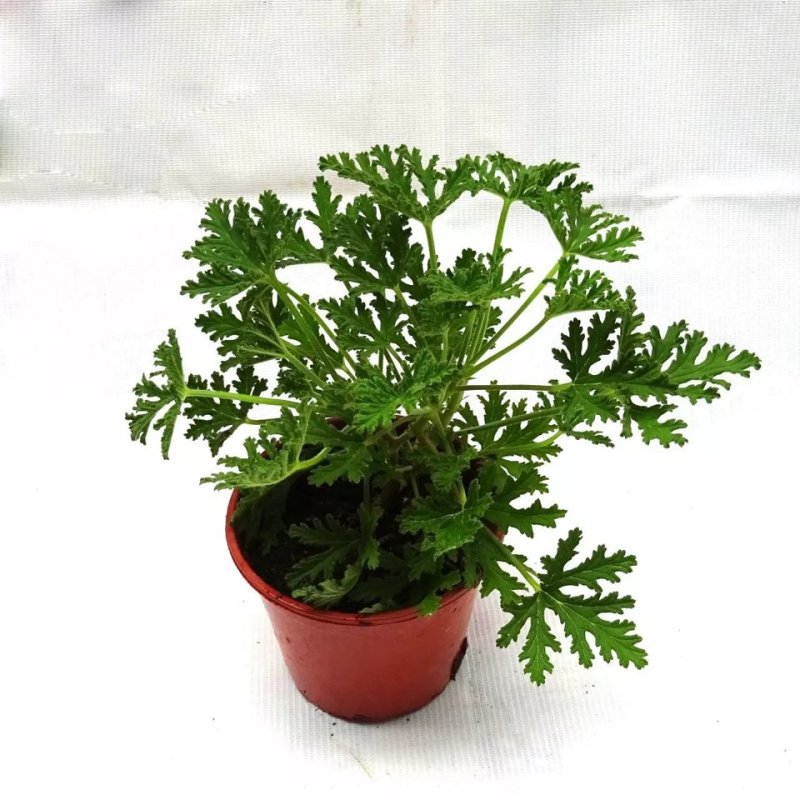 驱蚊草盆栽花卉室内外庭院防虫驱蚊草苗四季好养桌摆绿植夏季