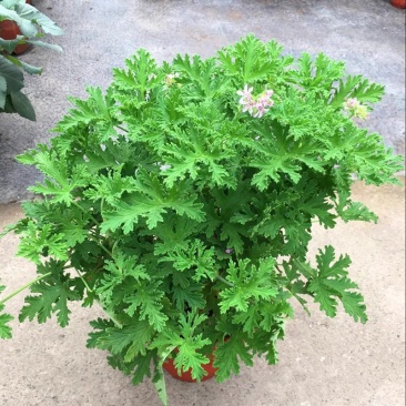 驱蚊草盆栽花卉室内外庭院防虫驱蚊草苗四季好养桌摆绿植夏季