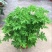驱蚊草盆栽花卉室内外庭院防虫驱蚊草苗四季好养桌摆绿植夏季