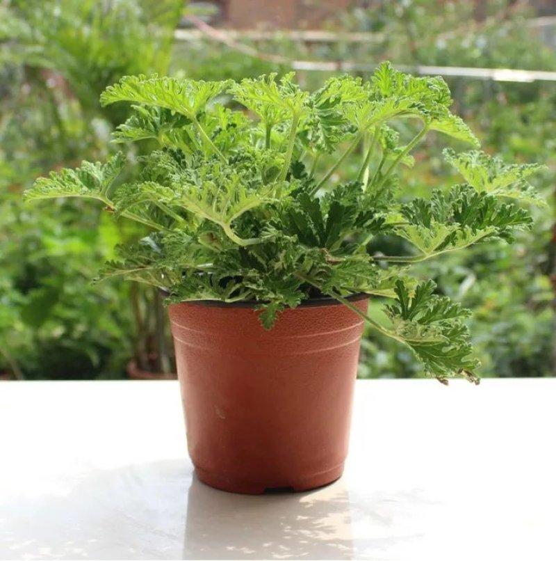 驱蚊草盆栽花卉室内外庭院防虫驱蚊草苗四季好养桌摆绿植夏季