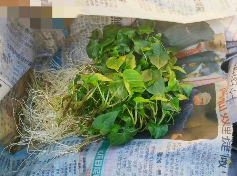 烟薯25西瓜红脱毒原种红薯苗
