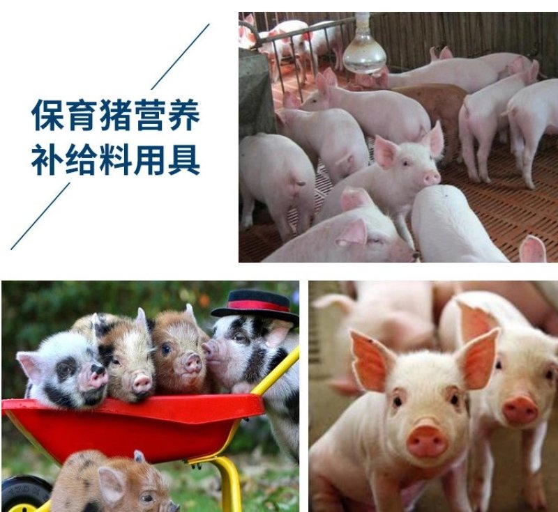 食槽料槽料桶加厚保育仔猪补料槽复合塑料仔猪槽产床用补料槽