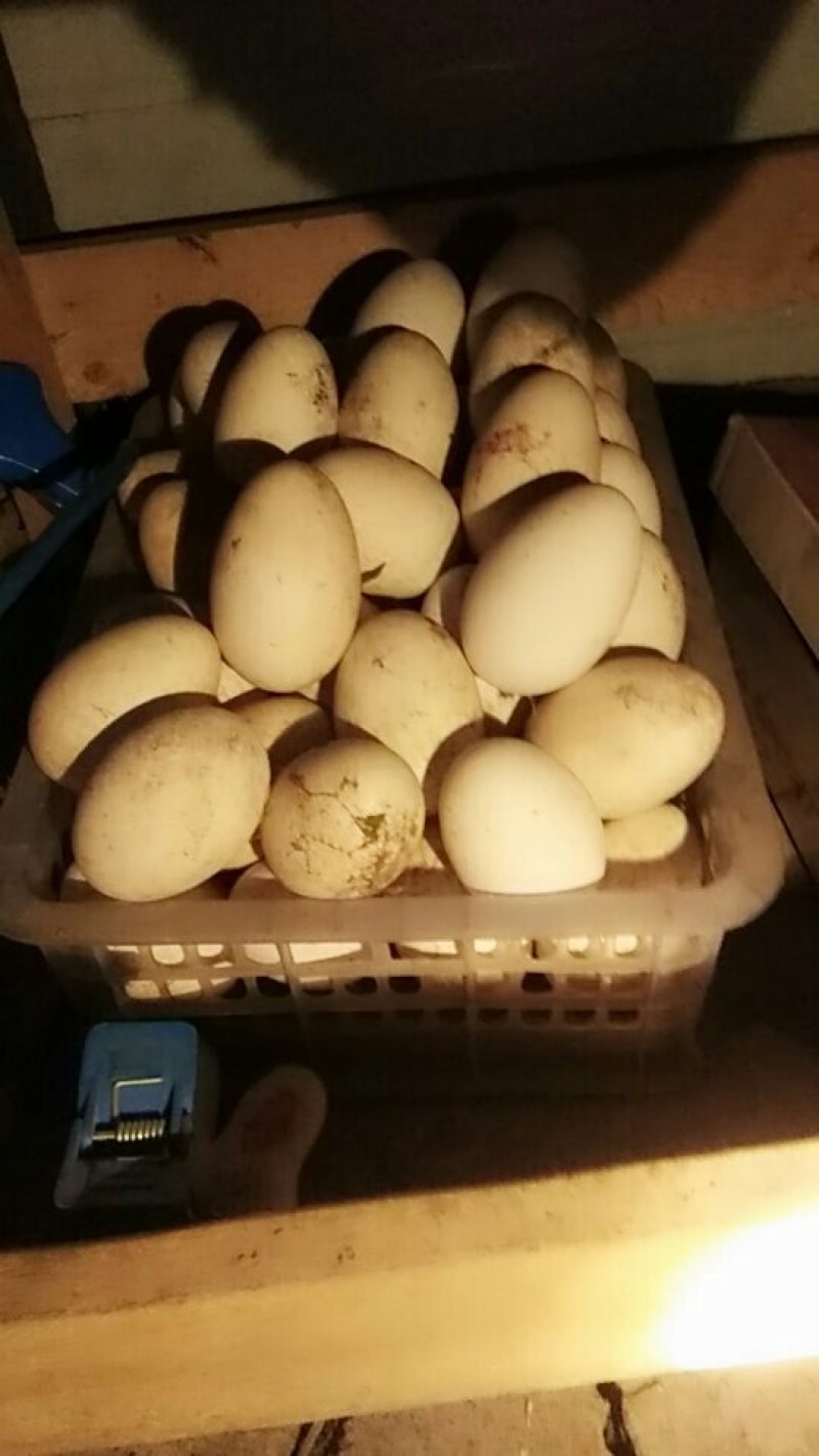 土鹅蛋