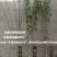 木槿，道路绿化苗木，基地直销