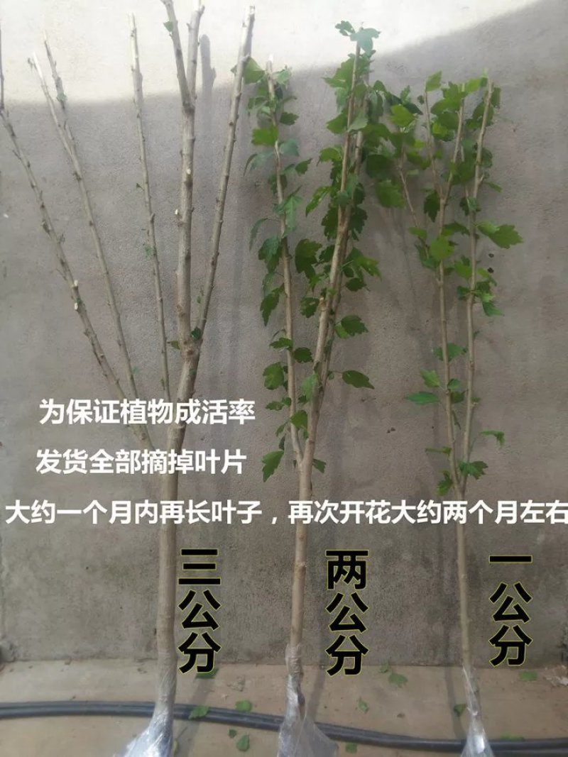 木槿，道路绿化苗木，基地直销