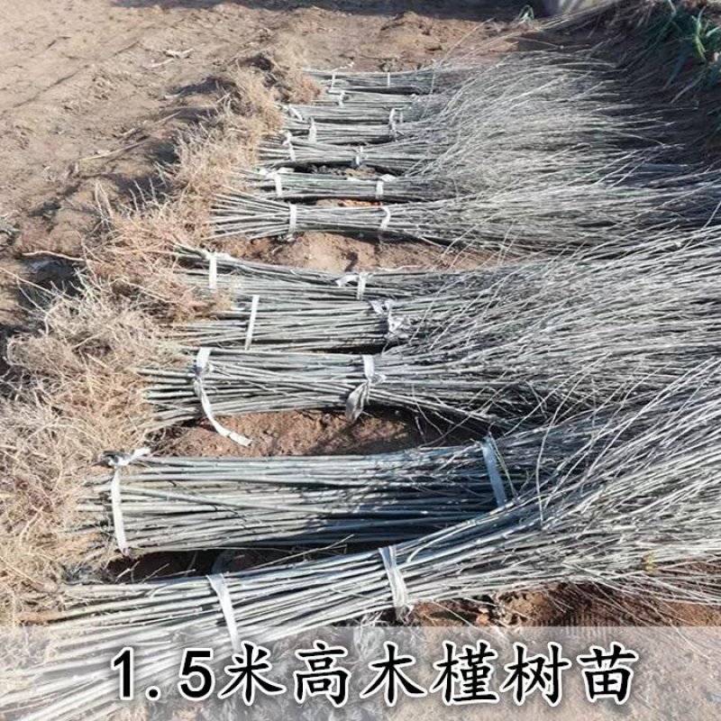 木槿，道路绿化苗木，基地直销