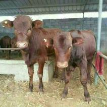 利木赞牛犊200—300斤