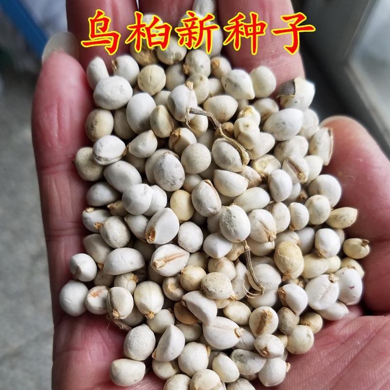 乌桕种子新采乌桕树种子腊子树桕子树绿化苗木彩叶树秋季变红