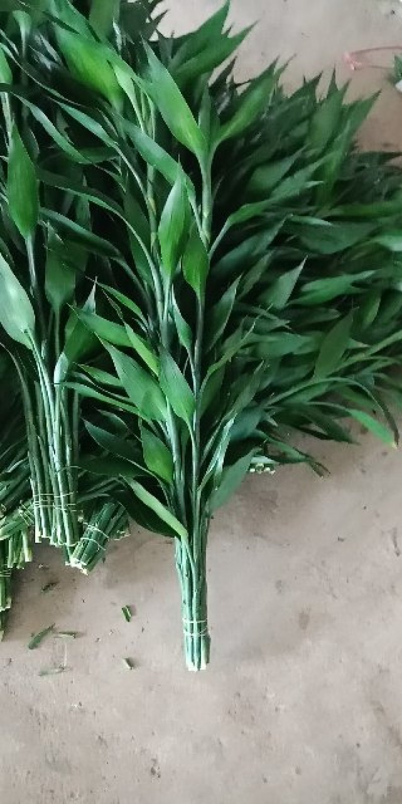海南富贵竹，水培观音竹，红竹，多芽富贵竹，基地直销，量大