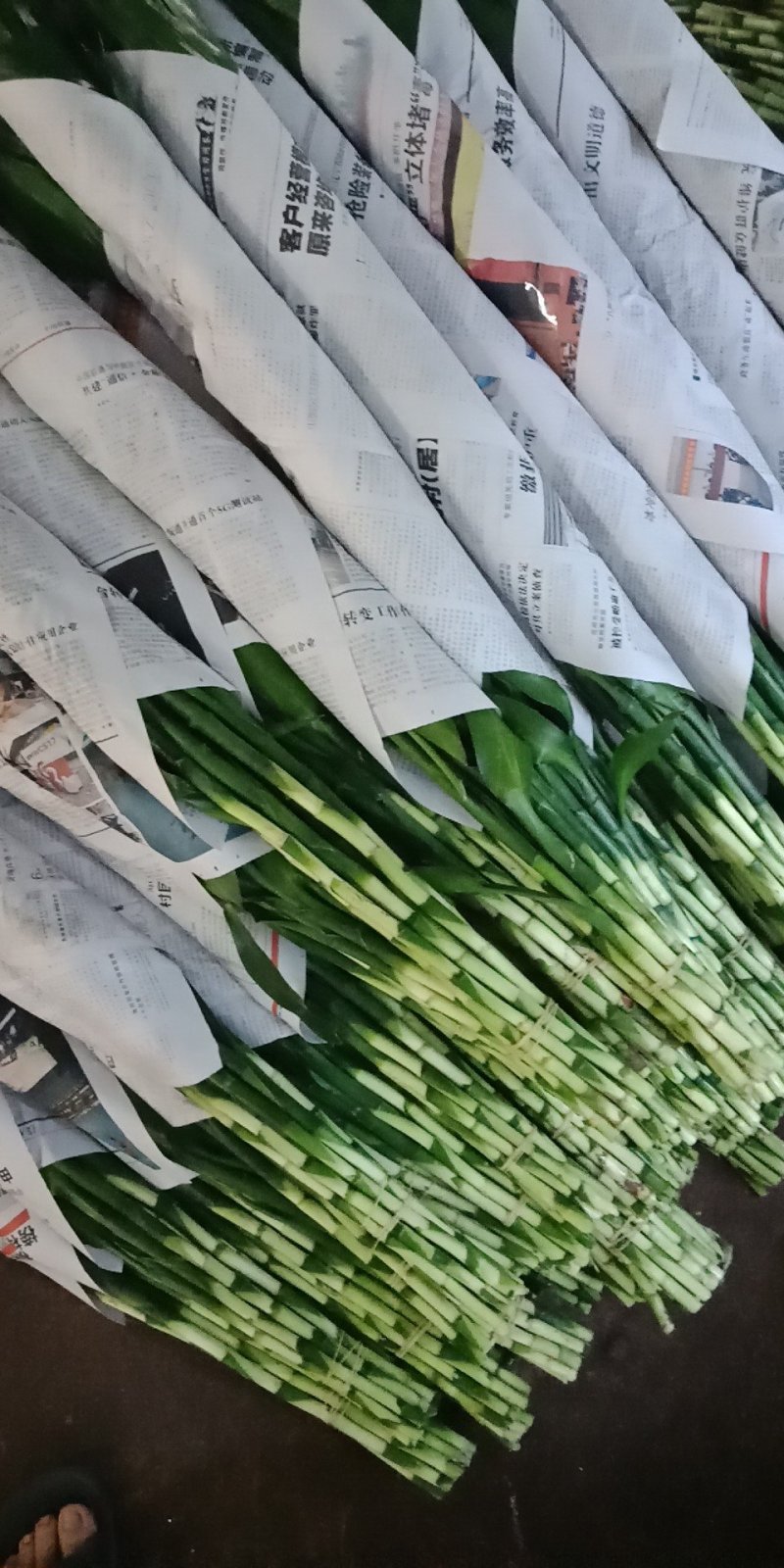 海南富贵竹，水培观音竹，红竹，多芽富贵竹，基地直销，量大