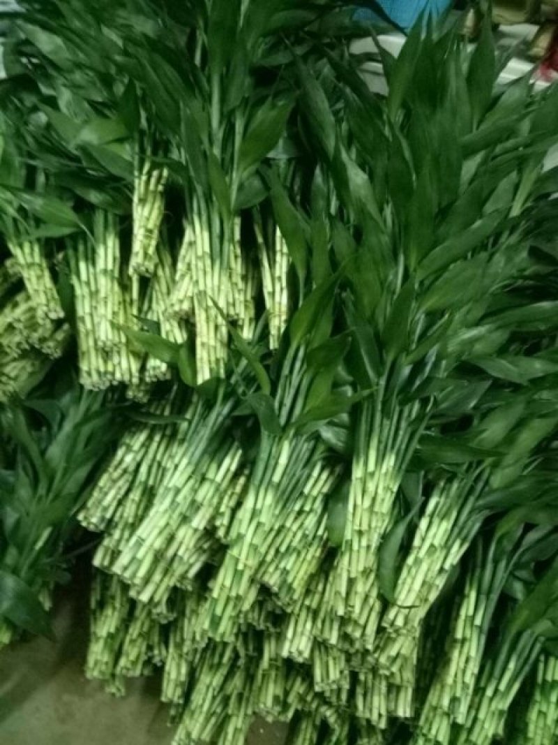 海南富贵竹，水培观音竹，红竹，多芽富贵竹，基地直销，量大