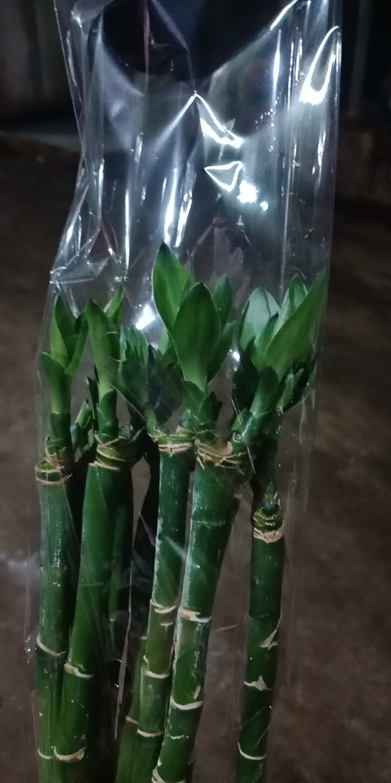 海南富贵竹，水培观音竹，红竹，多芽富贵竹，基地直销，量大
