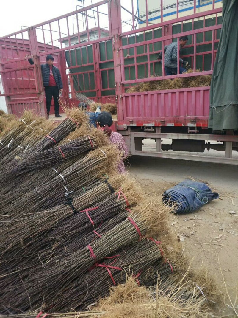 现货大红袍花椒苗1米高度花椒芽苗奶苗价格便宜