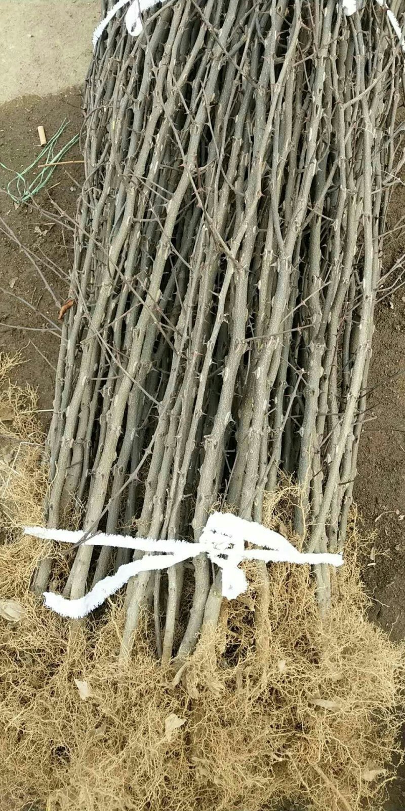 现货大红袍花椒苗1米高度花椒芽苗奶苗价格便宜