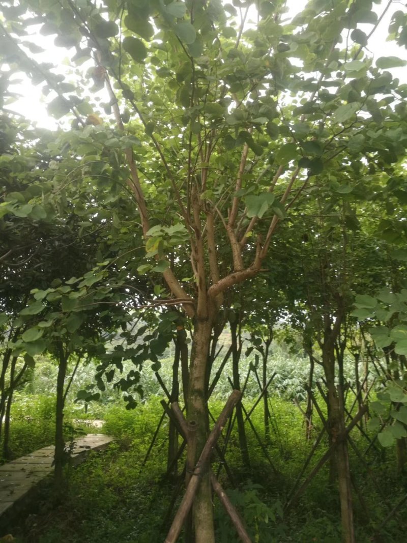 宫粉紫荆袋苗