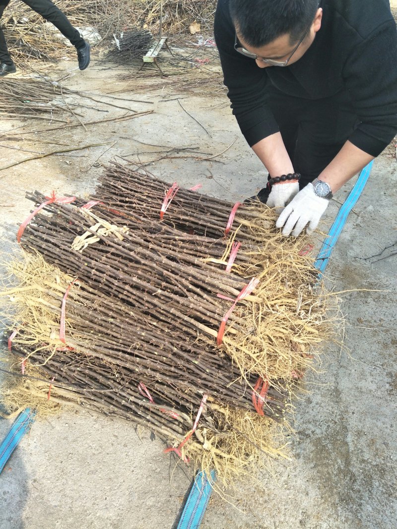 大红袍花椒苗1~2年苗当年结果九叶青花椒苗