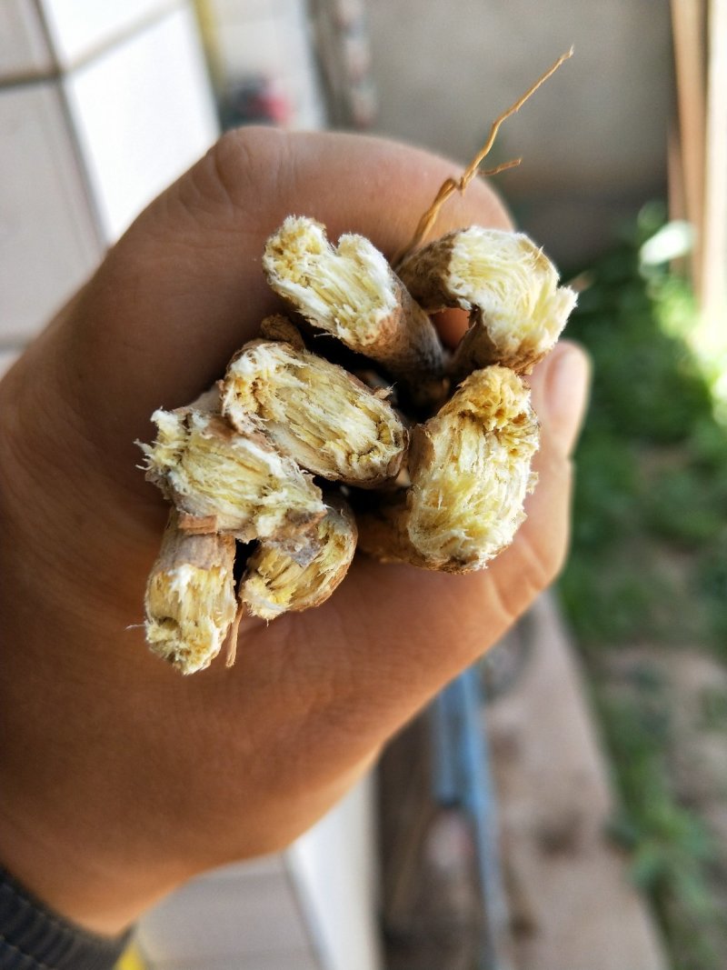 黄芪条甘肃产地批发零售，货源充足